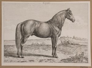 Rolf. Un cheval dans un champ - Andreas Peter Madsen