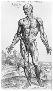 Étude anatomique, illustration de 