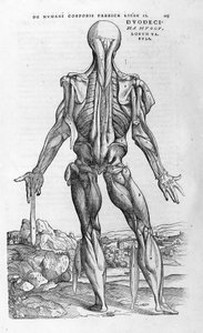 Andrea Vesalio (1514 - 1564), médecin de Charles V. "Humani corporis fabrica libri septem", Bâle 1543
