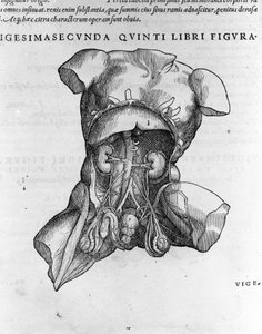 Andrea Vesalio (1514 - 1564), médecin de Charles V. "Humani corporis fabrica libri septem", Bâle 1543 - Andreas Vesalius