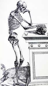 Squelette humain tenant un crâne. De "De Humani Corporis Fabrica" par Vésale. Possible graveur : Jan von Calcar