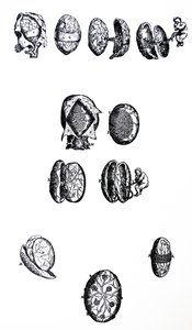 Les planches du cinquième livre de De Humani Corporis Fabrica - Andreas Vesalius