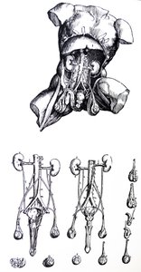 Les planches du cinquième livre de De Humani Corporis Fabrica - Andreas Vesalius