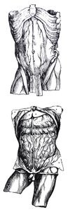Les planches du cinquième livre de De Humani Corporis Fabrica - Andreas Vesalius