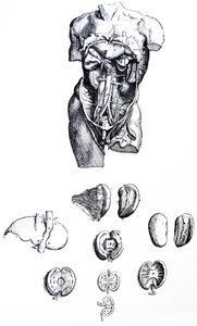 Les planches du cinquième livre de De Humani Corporis Fabrica - Andreas Vesalius