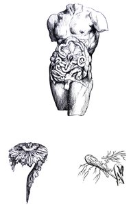 Les Planches du Cinquième Livre de De Humani Corporis Fabrica - Andreas Vesalius