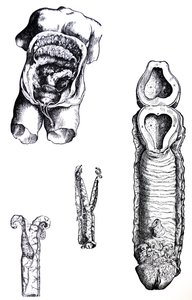 Les planches du cinquième livre de De Humani Corporis Fabrica - Andreas Vesalius