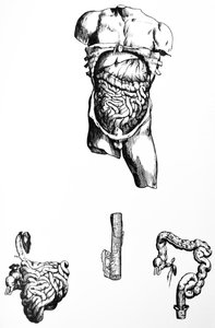 Les planches du cinquième livre de De Humani Corporis Fabrica - Andreas Vesalius
