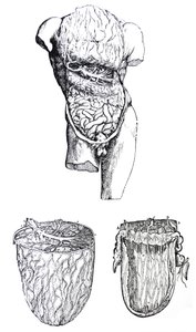 Les planches du cinquième livre de De Humani Corporis Fabrica - Andreas Vesalius
