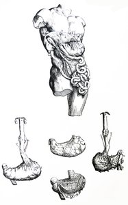 Les planches du cinquième livre de De Humani Corporis Fabrica - Andreas Vesalius