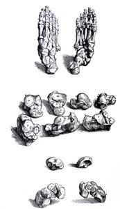 Les planches du premier livre de De Humani Corporis Fabrica - Andreas Vesalius