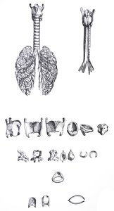 Les Planches du Premier Livre de De Humani Corporis Fabrica - Andreas Vesalius