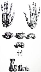 Les planches du premier livre de De Humani Corporis Fabrica - Andreas Vesalius
