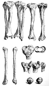 Les planches du premier livre de De Humani Corporis Fabrica - Andreas Vesalius