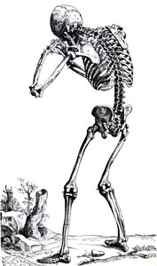 Les planches du premier livre de De Humani Corporis Fabrica - Andreas Vesalius