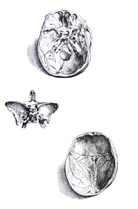 Les planches du premier livre de De Humani Corporis Fabrica - Andreas Vesalius