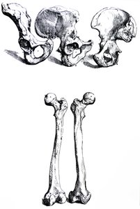 Les planches du premier livre de De Humani Corporis Fabrica - Andreas Vesalius