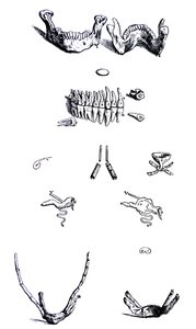 Les Planches du Premier Livre de De Humani Corporis Fabrica - Andreas Vesalius