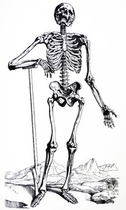 Les planches du premier livre de De Humani Corporis Fabrica - Andreas Vesalius