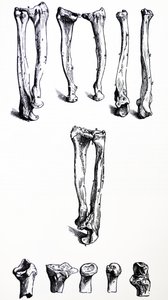 Les Planches du Premier Livre de De Humani Corporis Fabrica - Andreas Vesalius