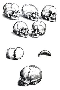 Les planches du premier livre de De Humani Corporis Fabrica par Andreas Vesalius (1514-1564) - Andreas Vesalius