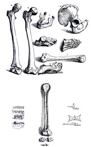 Les planches du premier livre de De Humani Corporis Fabrica par Andreas Vesalius (1514-1564) - Andreas Vesalius