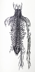 Les Planches du Quatrième Livre de De Humani Corporis Fabrica - Andreas Vesalius