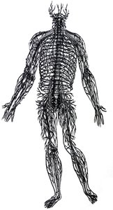 Les planches du quatrième livre de De Humani Corporis Fabrica - Andreas Vesalius