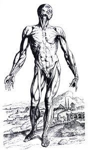 Les planches du deuxième livre de De Humani Corporis Fabrica