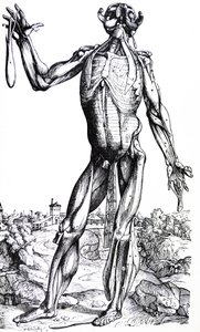 Les planches du deuxième livre de De Humani Corporis Fabrica - Andreas Vesalius