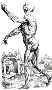 Les planches du deuxième livre de De Humani Corporis Fabrica