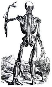 Les planches du deuxième livre de De Humani Corporis Fabrica - Andreas Vesalius