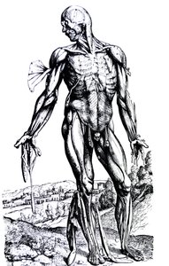 Les planches du deuxième livre de De Humani Corporis Fabrica - Andreas Vesalius