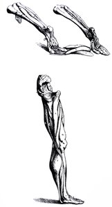 Les planches du deuxième livre de De Humani Corporis Fabrica - Andreas Vesalius