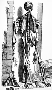 Les planches du deuxième livre de De Humani Corporis Fabrica - Andreas Vesalius