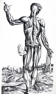 Les Planches du Deuxième Livre de De Humani Corporis Fabrica - Andreas Vesalius