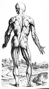 Les planches du deuxième livre de De Humani Corporis Fabrica