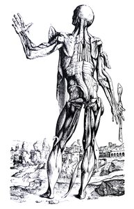 Les Planches du Deuxième Livre de De Humani Corporis Fabrica - Andreas Vesalius