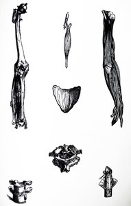 Les Planches du Deuxième Livre de De Humani Corporis Fabrica - Andreas Vesalius