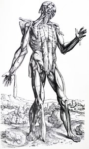 Les Planches du Deuxième Livre de De Humani Corporis Fabrica - Andreas Vesalius