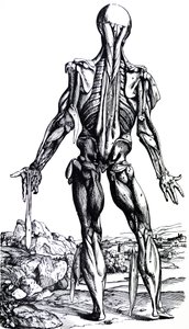 Les planches du deuxième livre de De Humani Corporis Fabrica - Andreas Vesalius