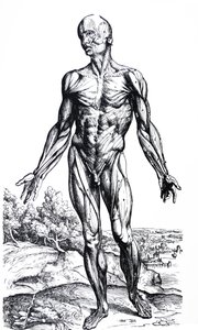 Les planches du deuxième livre de De Humani Corporis Fabrica - Andreas Vesalius