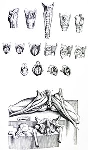Les planches du deuxième livre de De Humani Corporis Fabrica - Andreas Vesalius