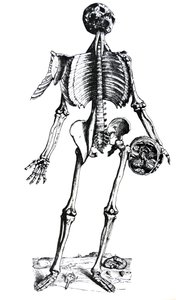 Les Planches du septième livre de De Humani Corporis Fabrica - Andreas Vesalius
