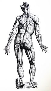 Les planches du septième livre de De Humani Corporis Fabrica