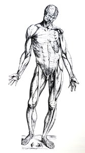 Les planches du septième livre de De Humani Corporis Fabrica