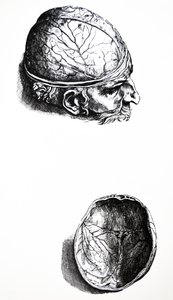 Les Planches du Septième Livre de De Humani Corporis Fabrica - Andreas Vesalius