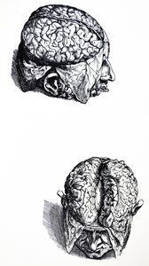 Les Planches du Septième Livre de De Humani Corporis Fabrica - Andreas Vesalius