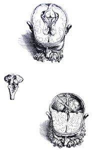 Les planches du septième livre de De Humani Corporis Fabrica - Andreas Vesalius