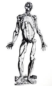 Les planches du septième livre de De Humani Corporis Fabrica - Andreas Vesalius